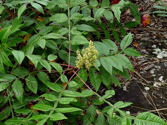 {Rhus copallinum}